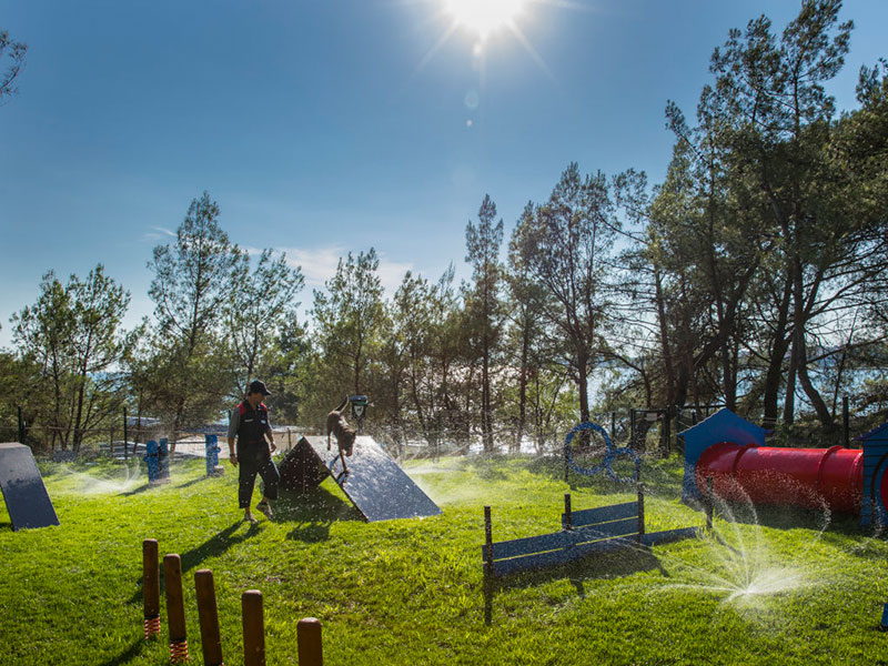 Area agility per cani al Valamar Camping Lanterna con irrigatori accesi, proprietario che guida il cane sugli ostacoli in una giornata di sole.