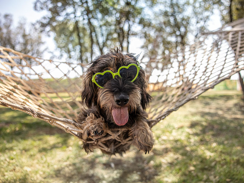 Cagnolino con occhiali da sole a forma di cuore sdraiato in un’amaca in una piazzola pet-friendly in Croazia.