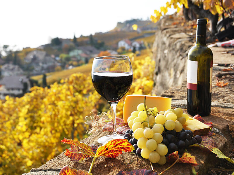 Jesenski pogled na vinograd z belim vinom in grozdjem