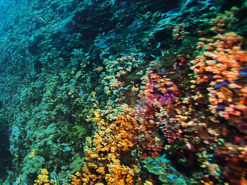 Vivid underwater reef landscape suitable for all levels