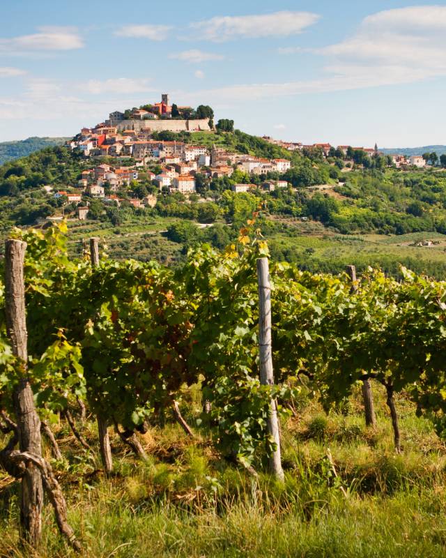 Vineyards leading to Motovun in inland Istria, Croatia