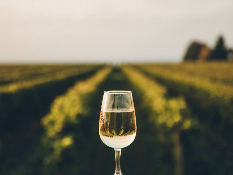 Bicchiere di vino bianco con vista sui vigneti