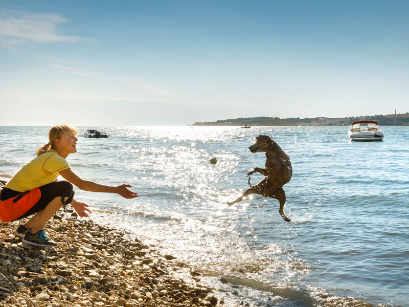 Vesel pes, ki prinaša v vodi na plaži, prijazni psom