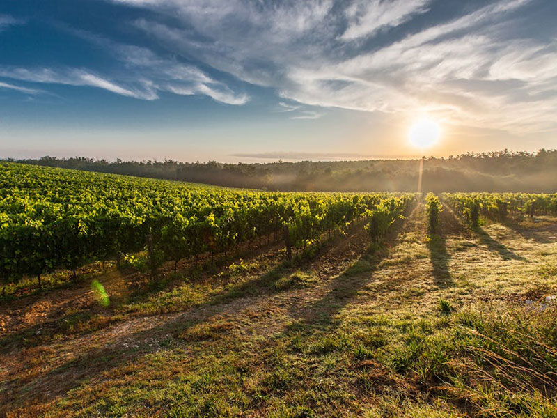 Vineyard view at Damjanić Wines near Poreč