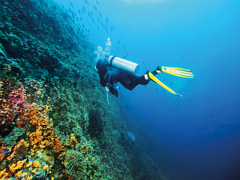 Underwater diving along a coral-covered wall with schools of fish