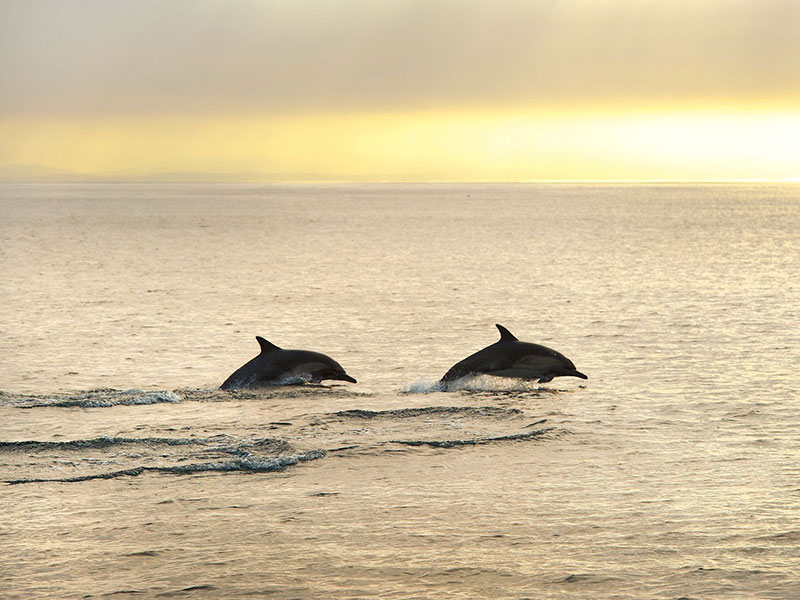Delfine schwimmen bei Sonnenuntergang während einer Delfinbeobachtungstour bei Poreč