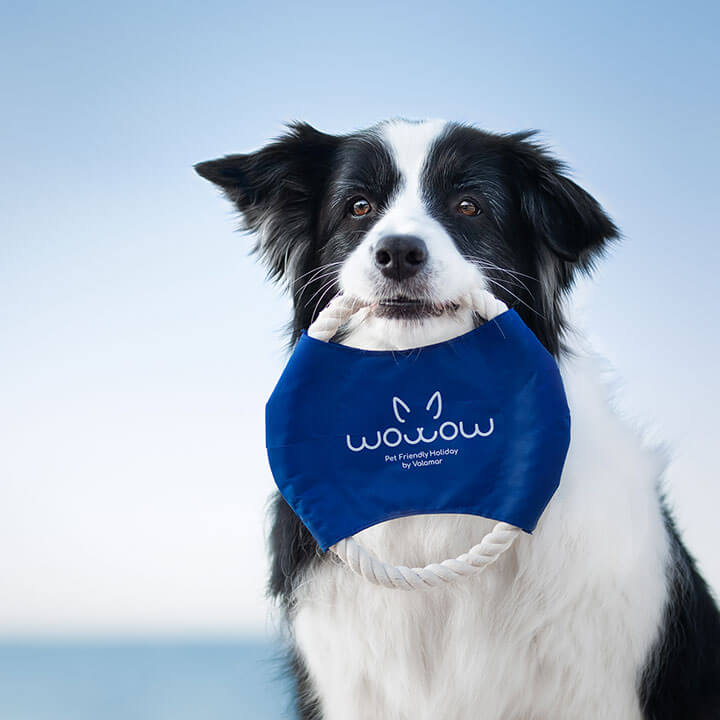 Schwarz-weißer Border Collie hält ein blaues Seilspielzeug mit der Aufschrift "WoWow Pet-Friendly Holiday by Valamar".