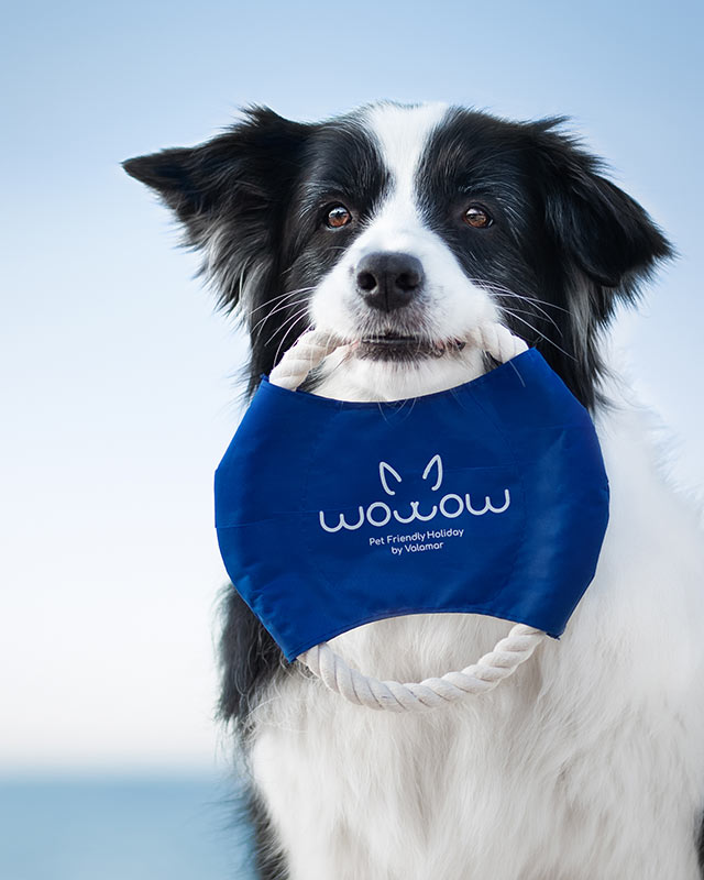 Border Collie bianco e nero che tiene un giocattolo di corda blu con il marchio "WoWow Pet-Friendly Holiday by Valamar".