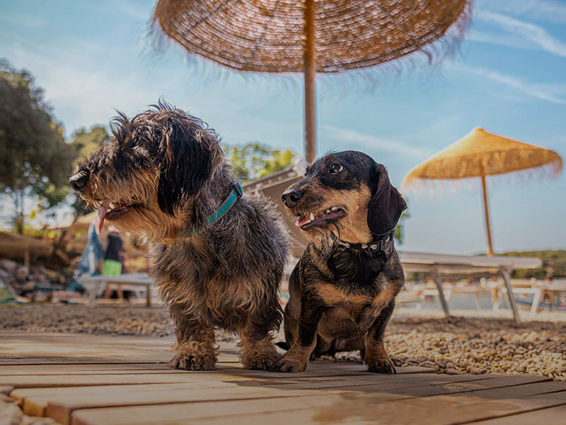 Pair of dogs enjoying a sunny day at a pet-friendly beach with loungers and umbrellas in the background.