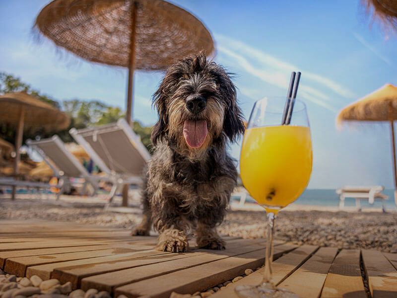 Un chien profite d'une journée ensoleillée à la plage avec une boisson rafraîchissante à proximité.