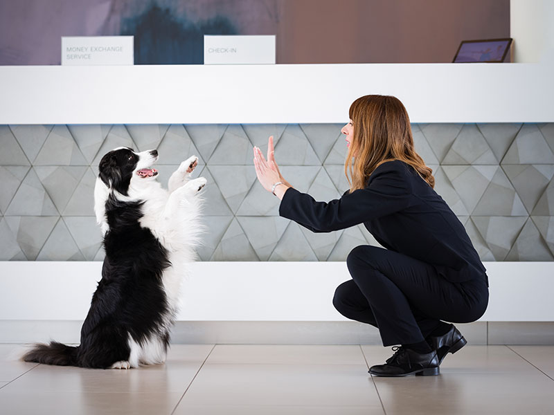 Pet-friendly hotel staff welcoming a dog with playful interaction at the reception desk.