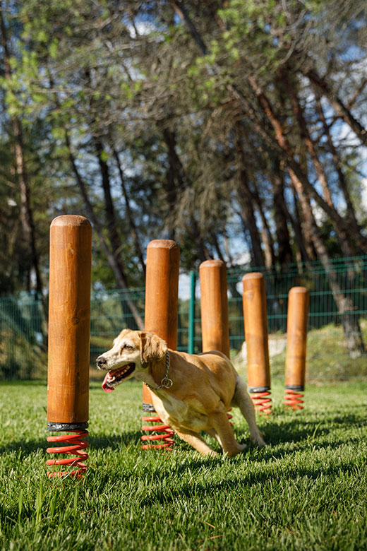 Un chien parcourt un parcours d'agilité dans un parc accueillant les animaux de compagnie entouré d'arbres.