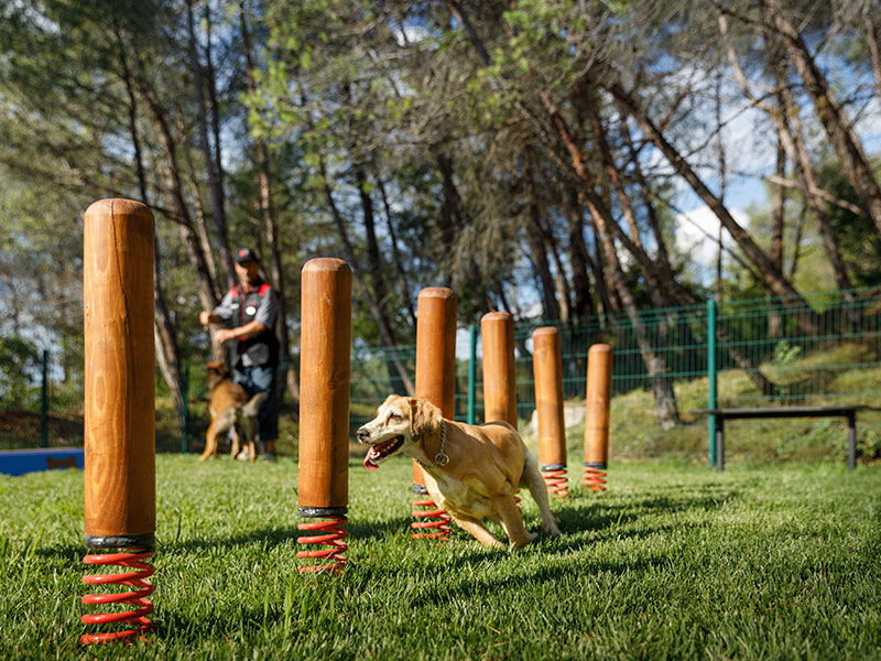 Pet enjoying an outdoor agility course in a shaded, dog-friendly park