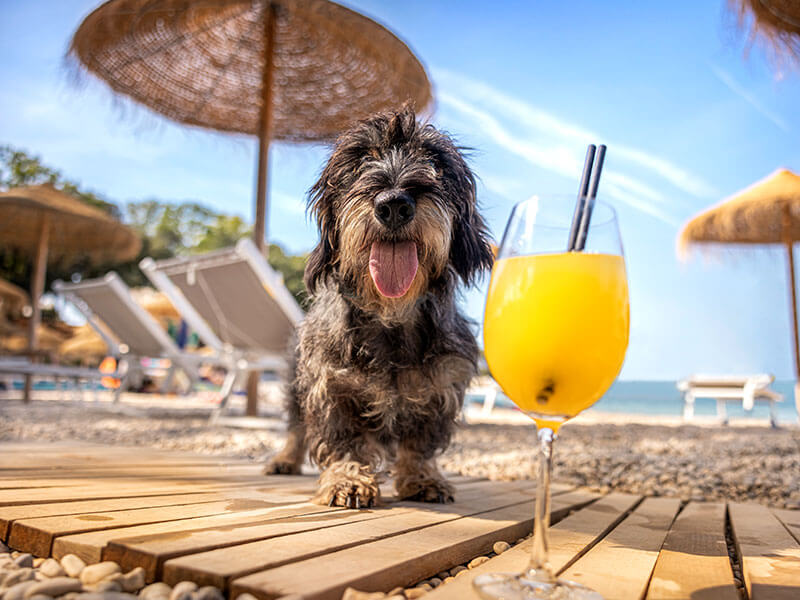 Chien et cocktail sur la plage