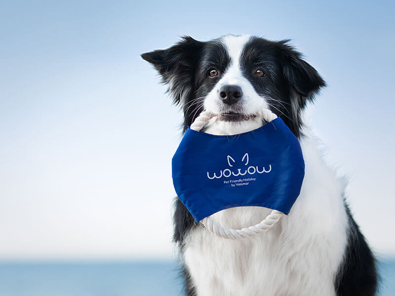 Dog holding a Wow Wow Pet Friendly Holiday frisbee