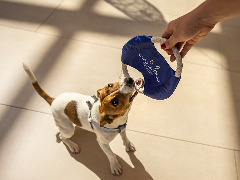 Dog holding a Wow Wow Pet Friendly Holiday frisbee